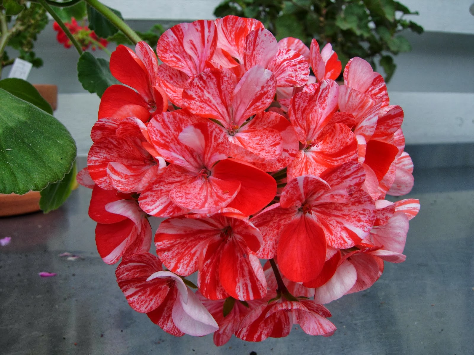 Пеларгония Pac Mosaic Red